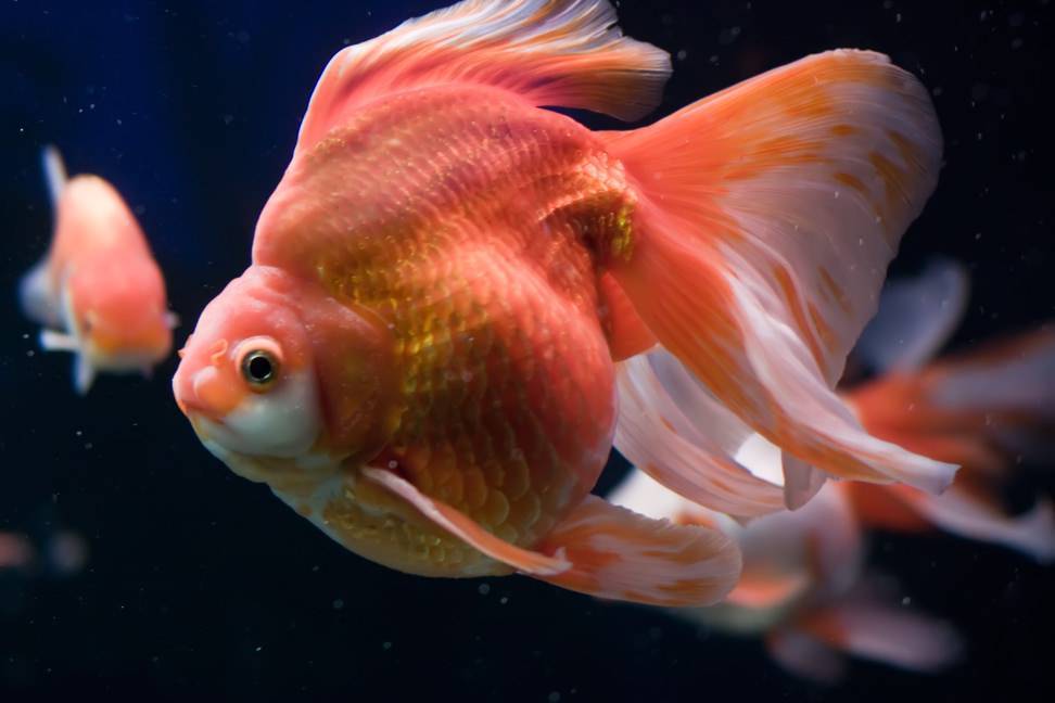 Золотая рыбка риукин: описание, размножение, болезни и уход