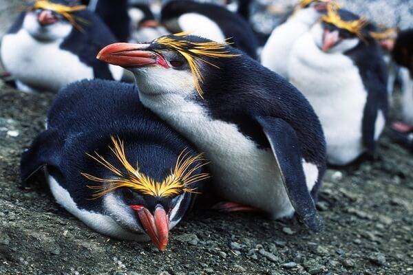 Пингвин - 111 фото нелетающей но отлично плавающей птицы