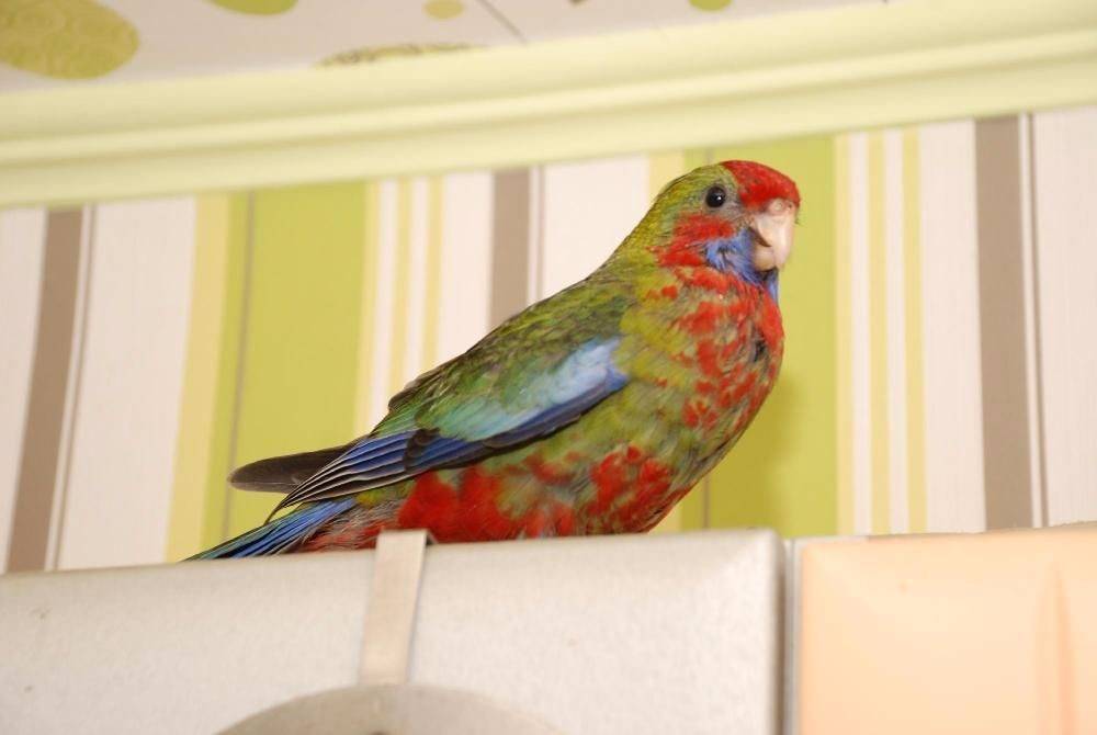 Попугай розелла — описание вида, содержание в домашних условиях и уход за птицей
