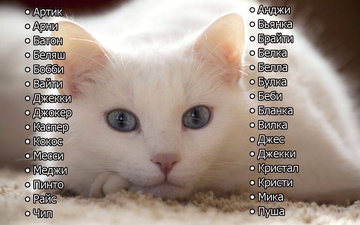 Как назвать котенка белого цвета