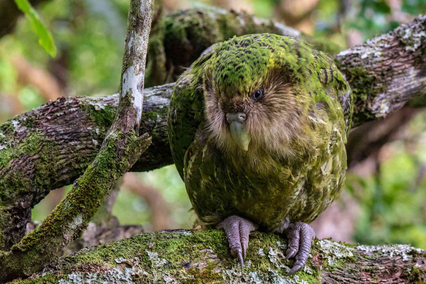 Совиный попугай (кеа или какапо): не летающий вид попугаев одиночек