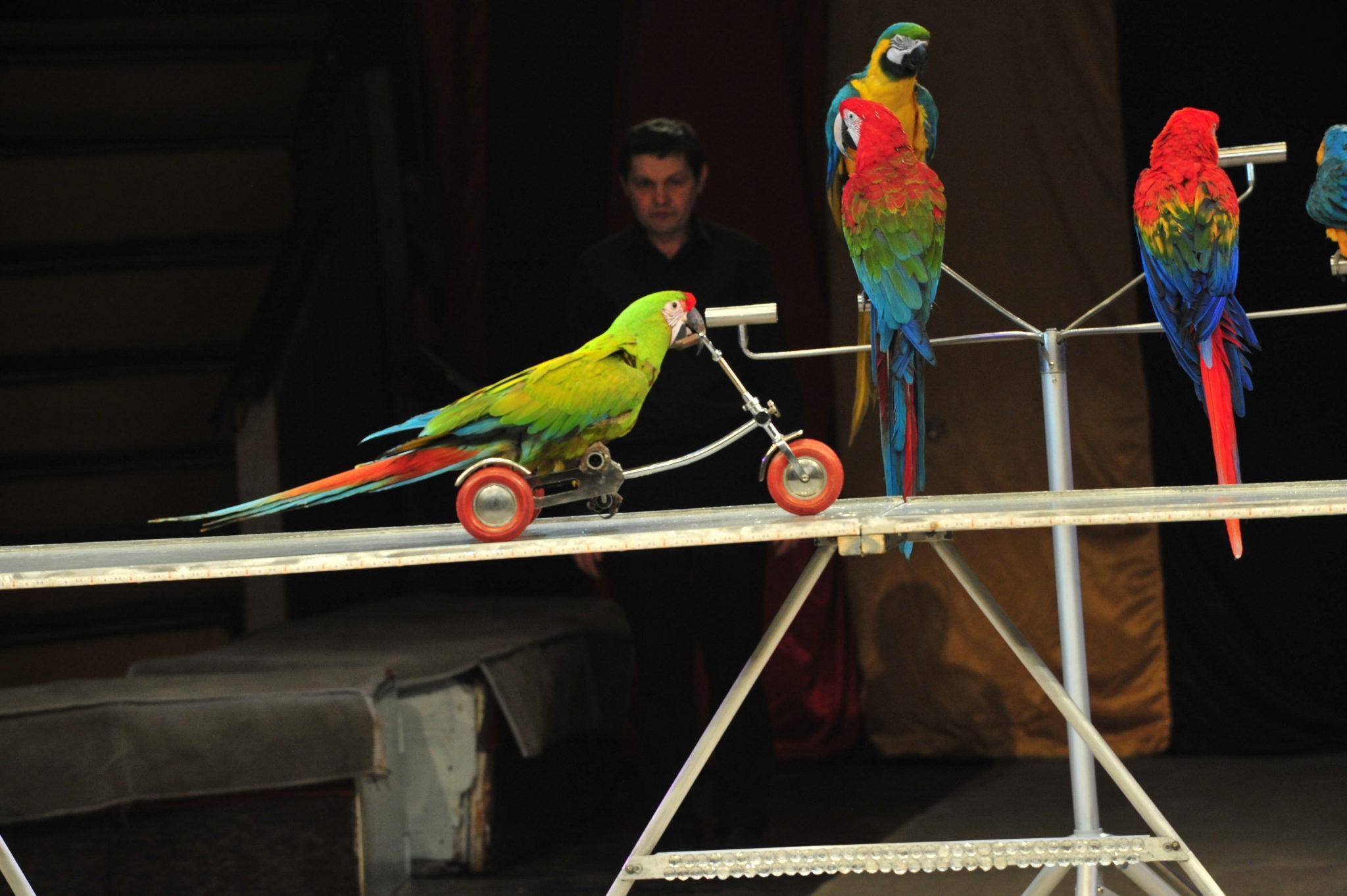Приручение и дрессировка волнистых попугаев | волнистые попугаи | ptichka.net - домашние питомцы