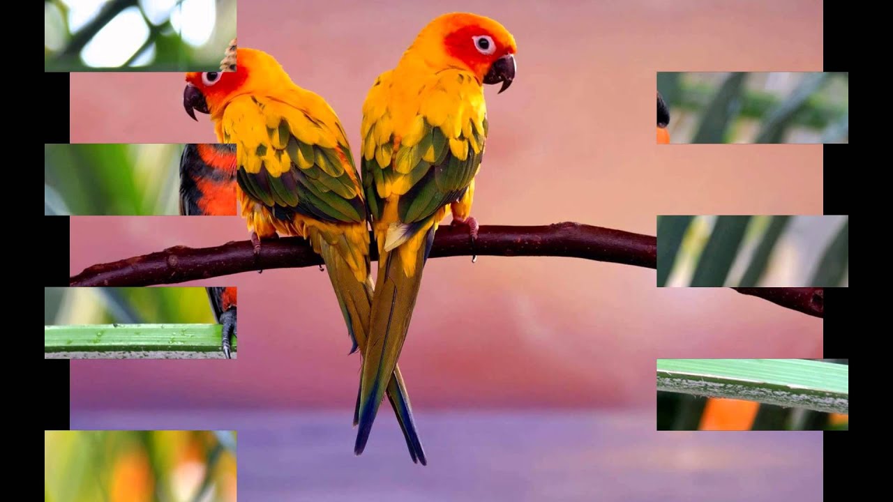 Попугай лори: фото, особенности строения языка, как выбрать птенца, содержание в домашних условиях, размножение, отзывы владельцев