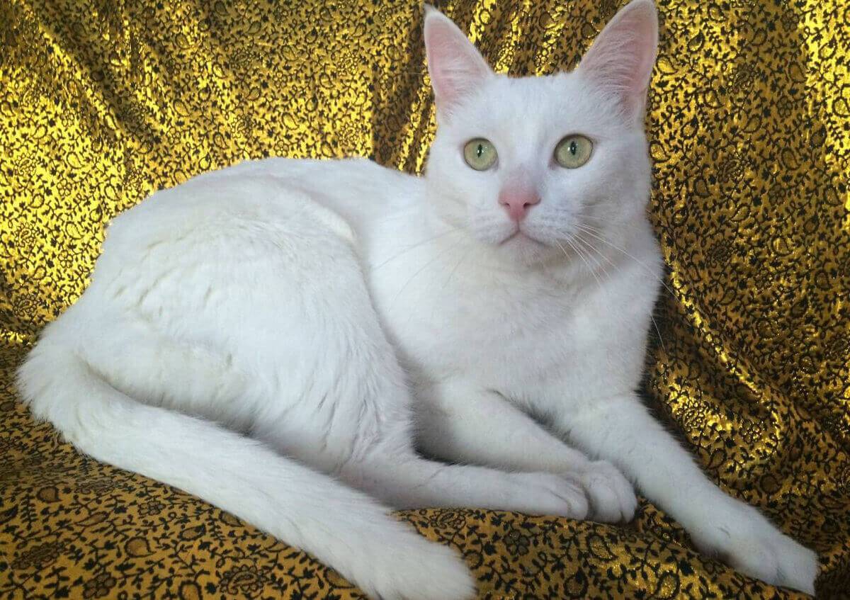 Анатолийская порода кошек: самостоятельный и удобный питомец, не создающий проблем
