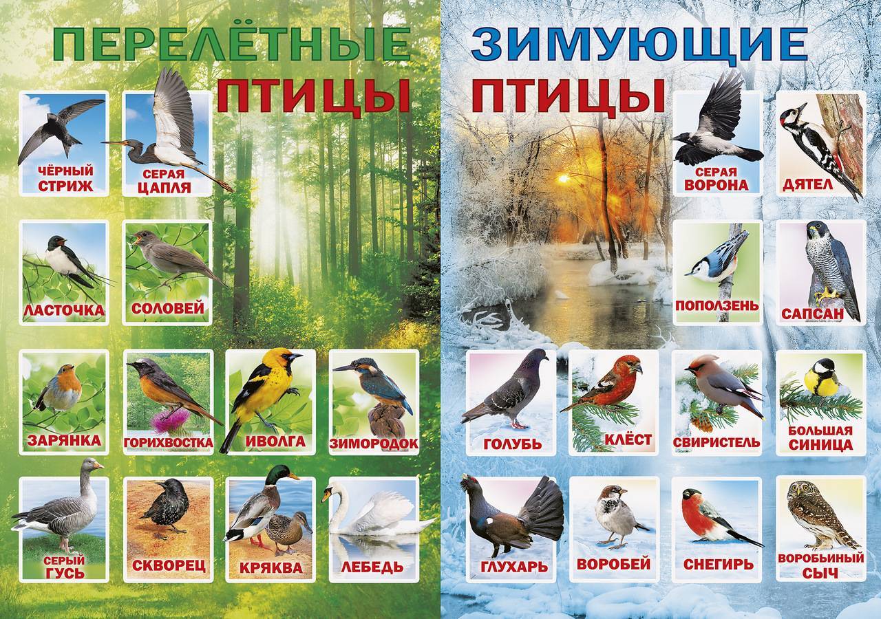 Перелетные птицы: список, названия, фото и краткая характеристика