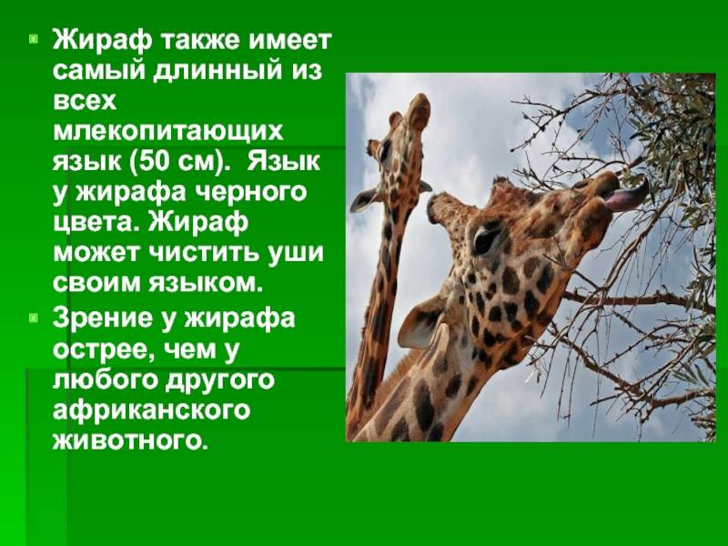 Все сведения о жирафах: среда обитания, поведение, физиология, особенности вида и любопытные факты
