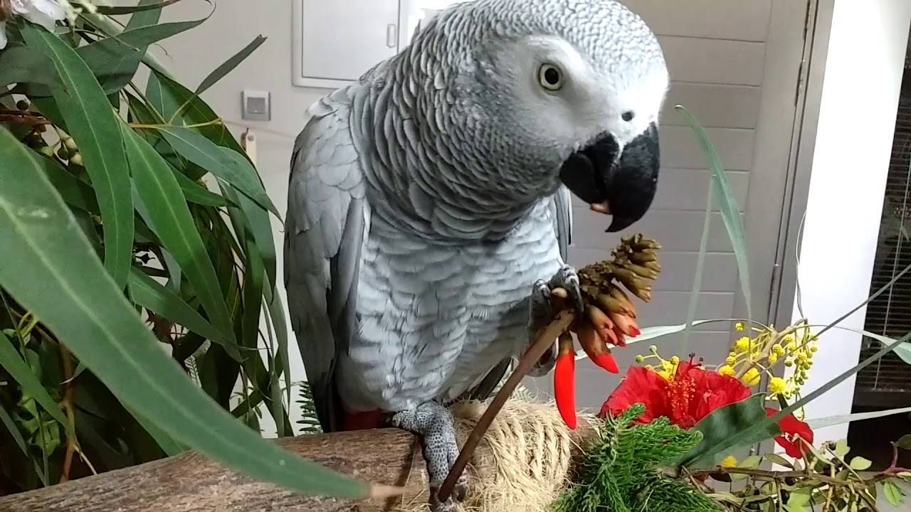 Попугай жако (african grey parrot)