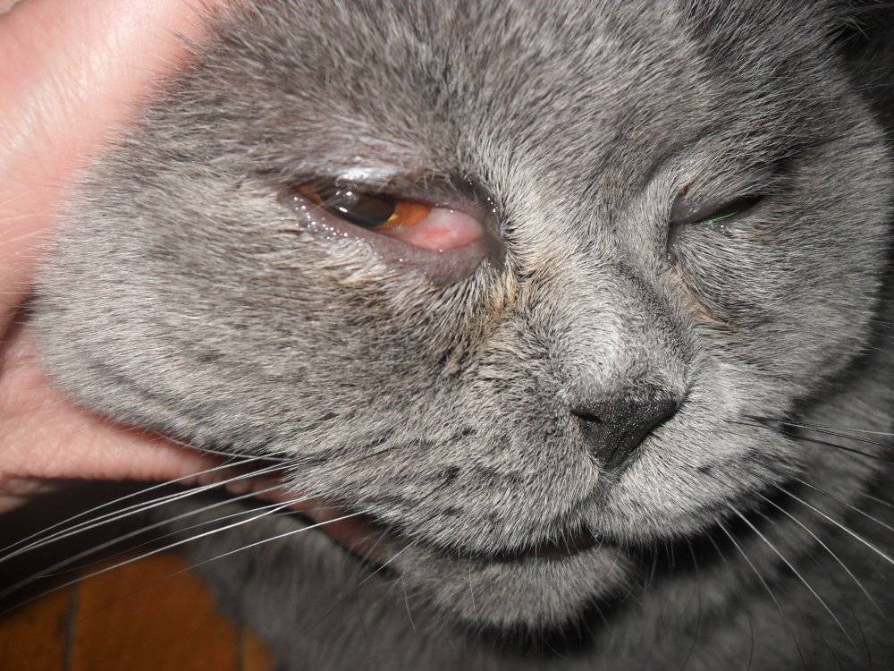 Вирусный конъюнктивит у кошек - симптомы и лечение заболевания | ветклиника "берлога"