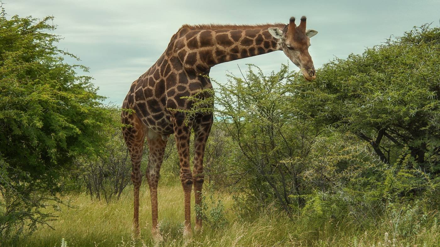 Животное жираф – самое высокое животное. описание и фото жирафа