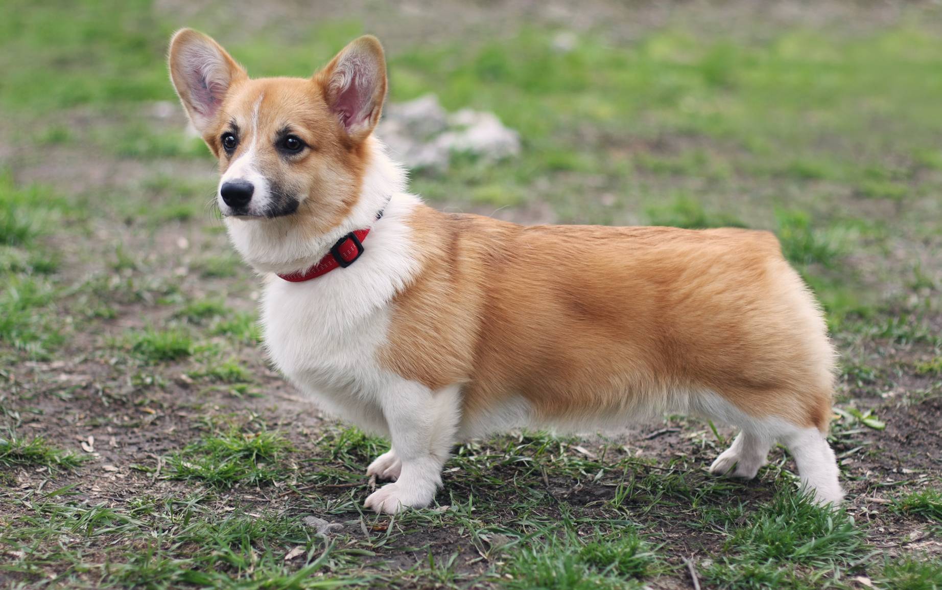 Вельш-корги — фото, описание породы собак