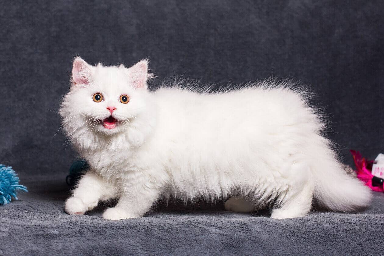 Кошка породы наполеон: описание породы, характер, фото и видео