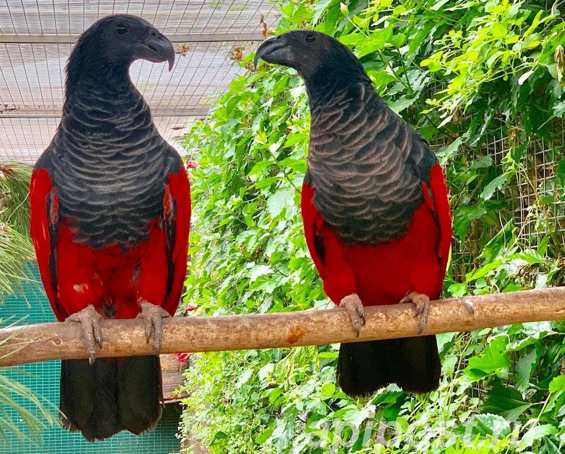 30 самых красивых птиц в мире