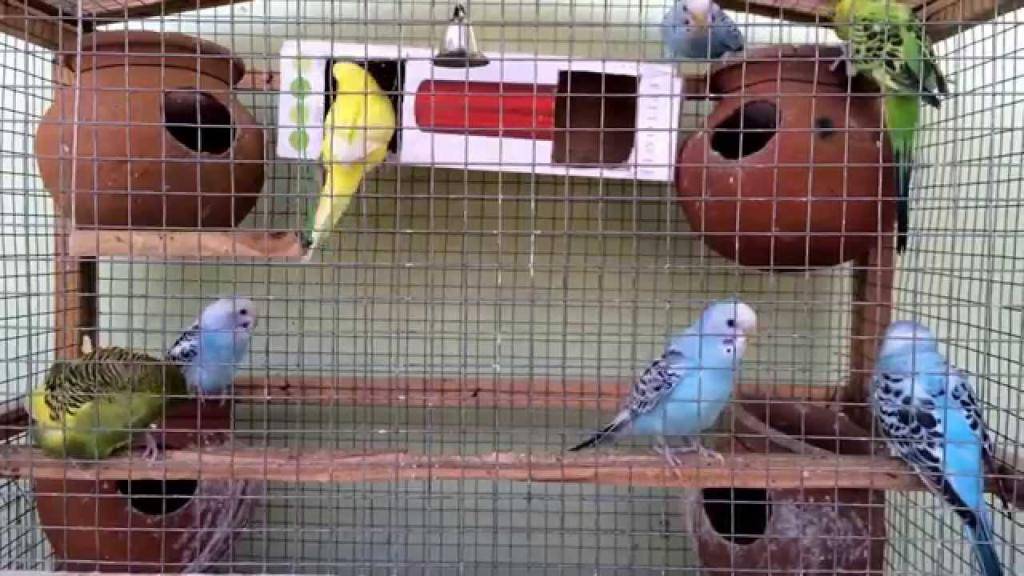 Разведение попугаев как бизнес: выращивание, реализация