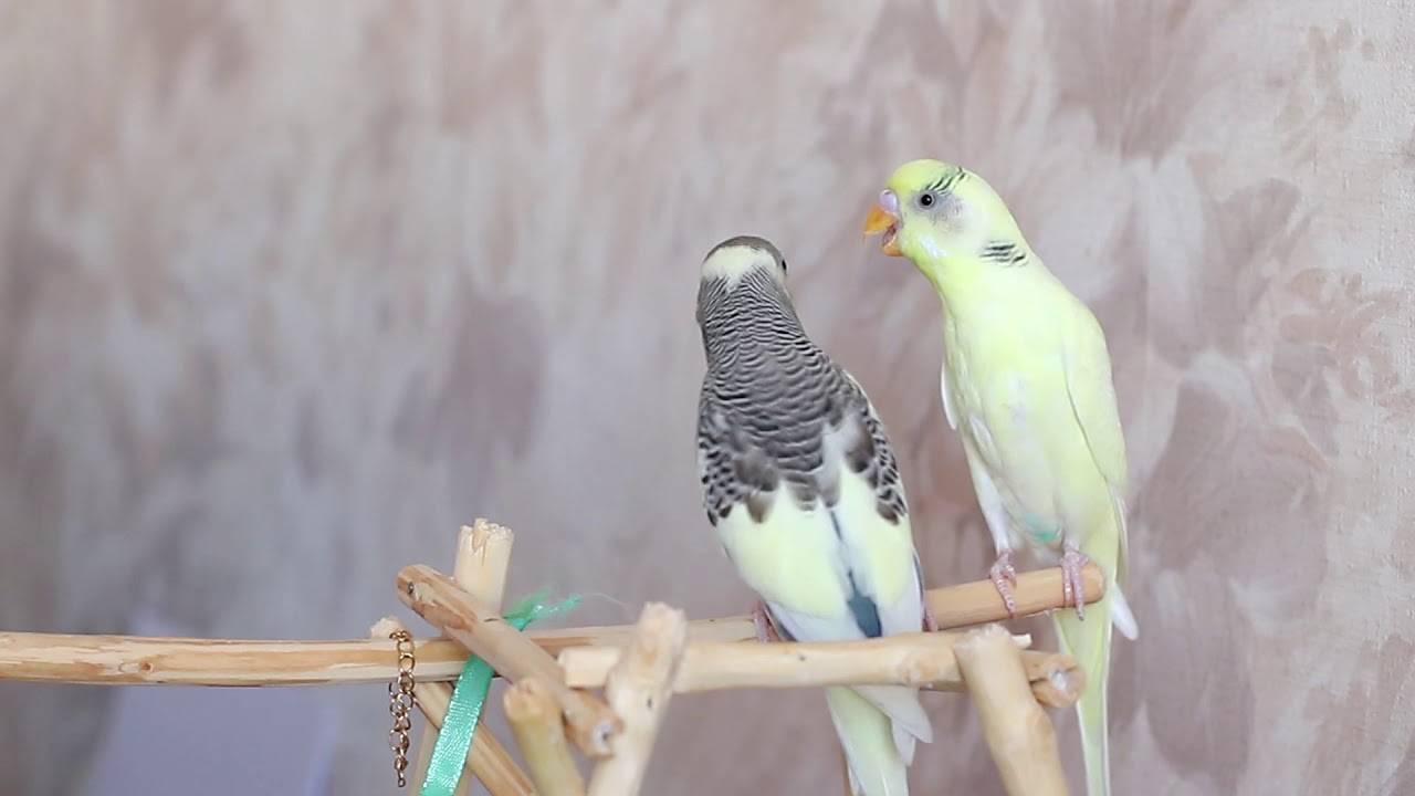 Музыка для попугаев: какую музыку предпочитают попугаи?