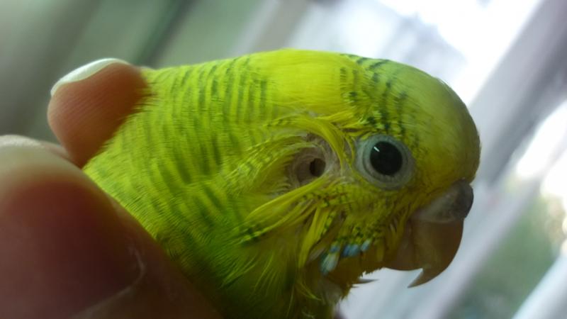 Где находятся уши у попугаев: их строение и расположение