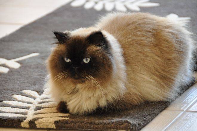 Гималайская кошка или персидский колор-пойнт - коточек
