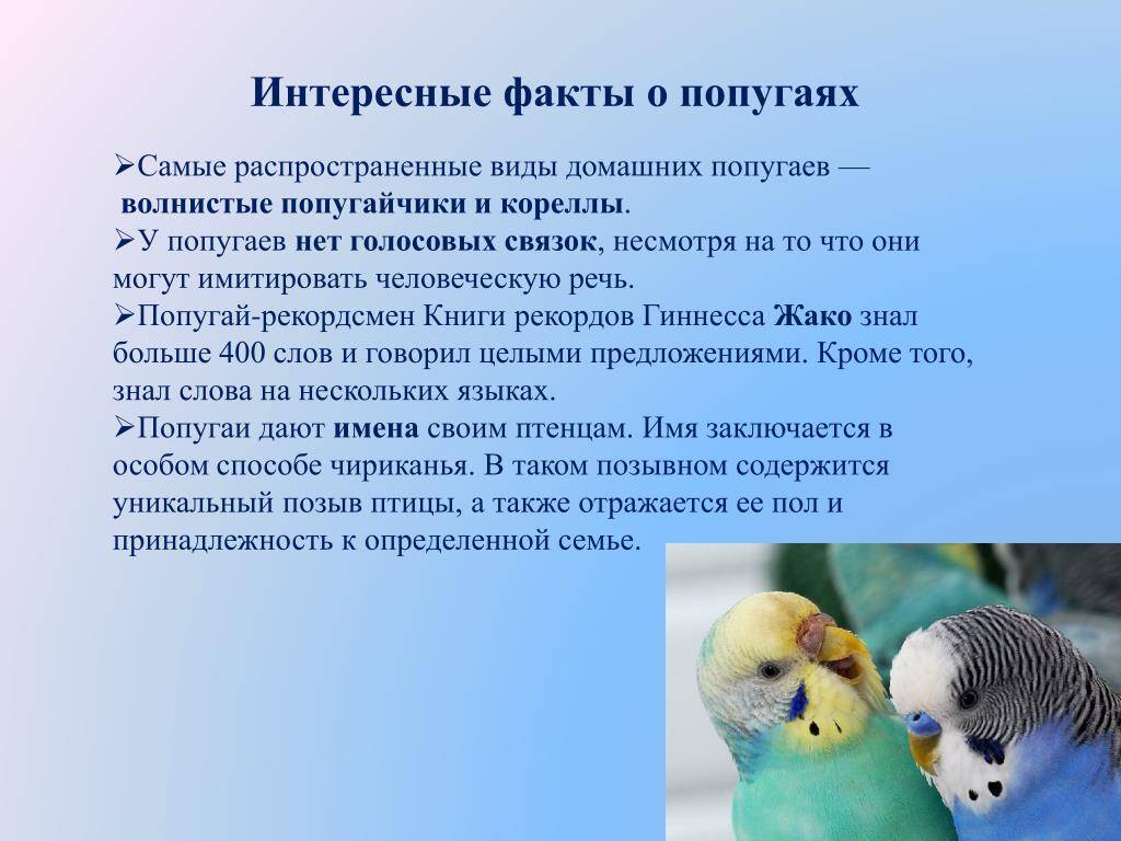 Интересные факты о волнистых попугаях: что нужно знать детям и взрослым о птицах, информация о питании, размножении и других привычках