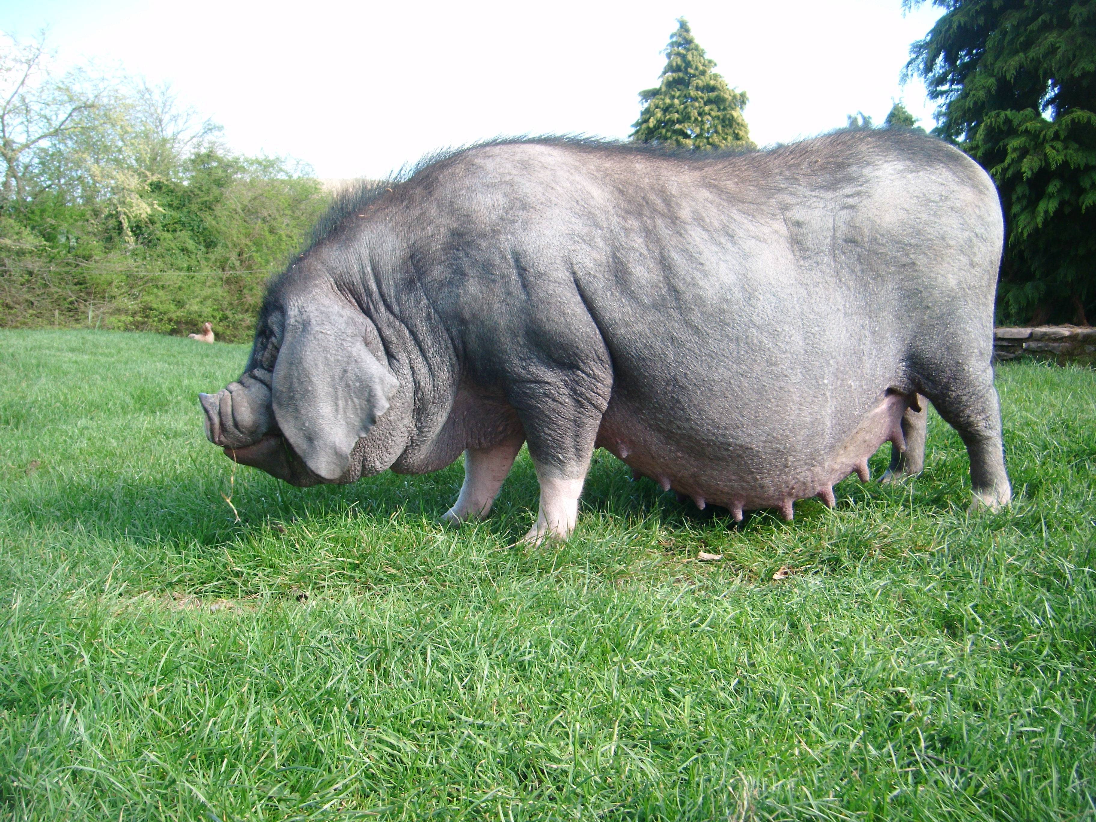 Самые большие свиньи в мире: великолепная четверка и новичок – клуб любителей хрюш