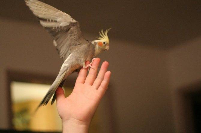 Как приручить к рукам кореллу: инструкция по обучению и воспитанию попугая