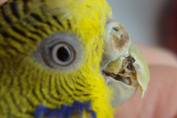 Какие болезни клюва встречаются у волнистых попугаев
