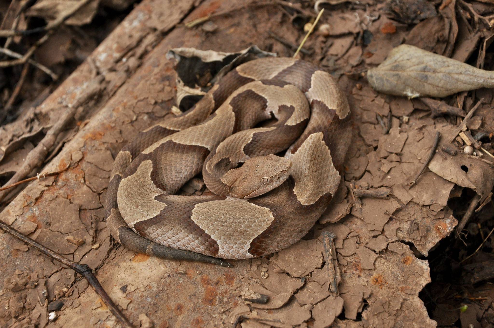 Змеи камбоджи – царственные и ядовитые - thailand-trip.org
