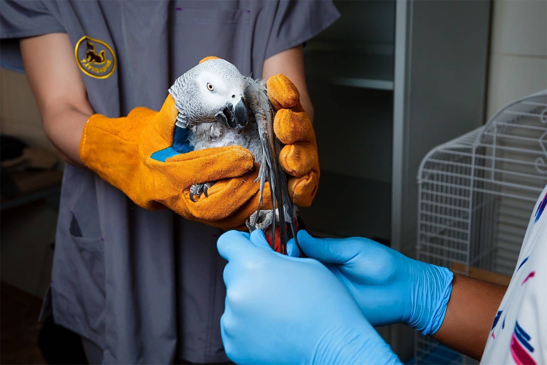 Как лечить попугая? учимся давать лекарства попугаю в клюв.
