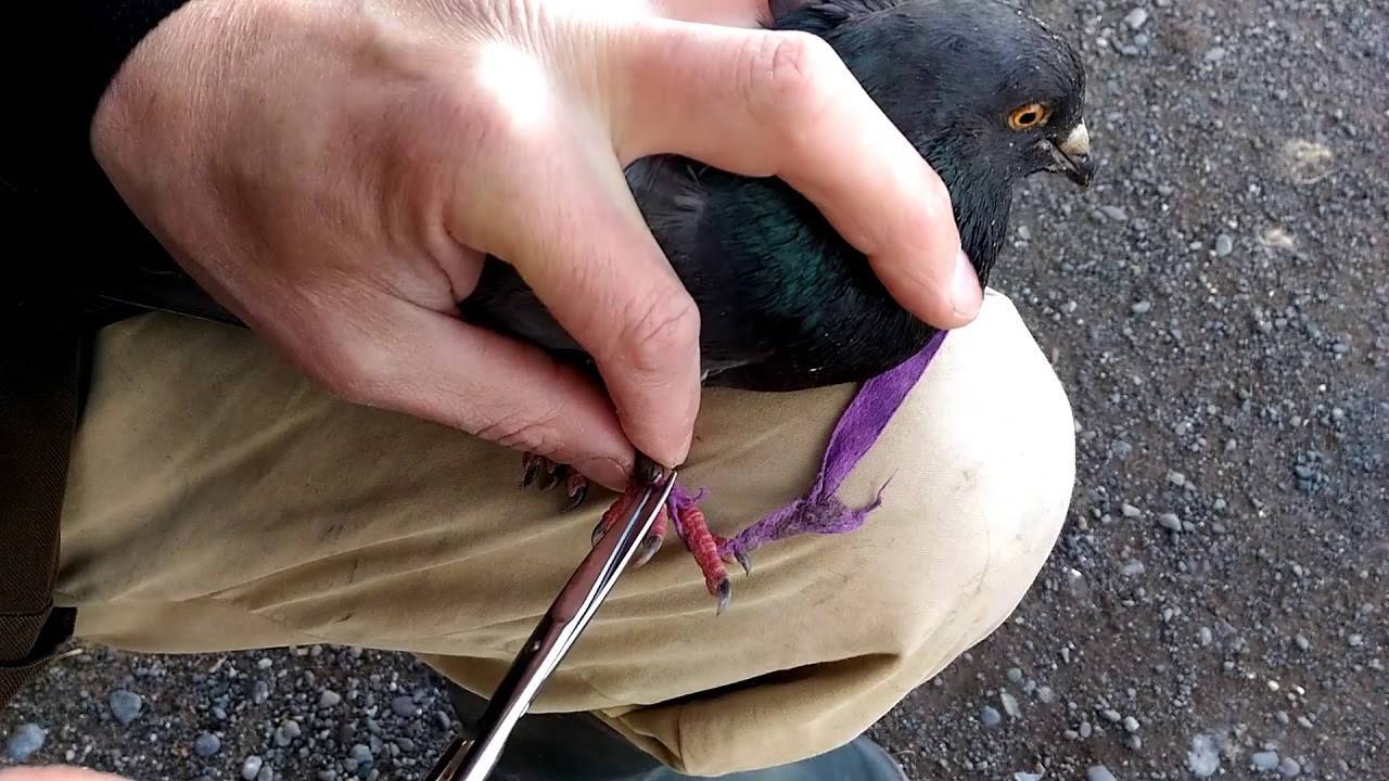 Как поймать голубя: 7 простых способов