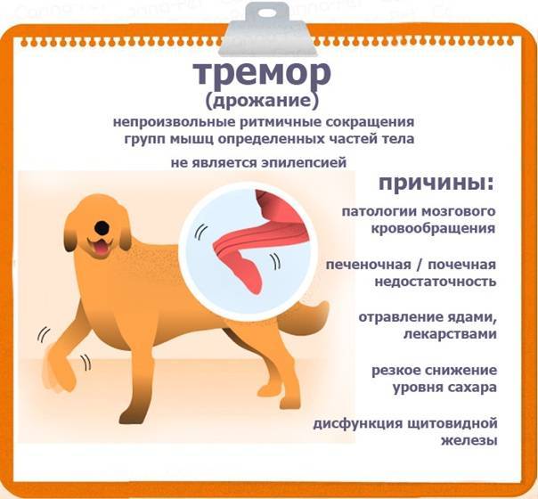 Эпилепсия у собак: симптомы, первая помощь, лечение и профилактика