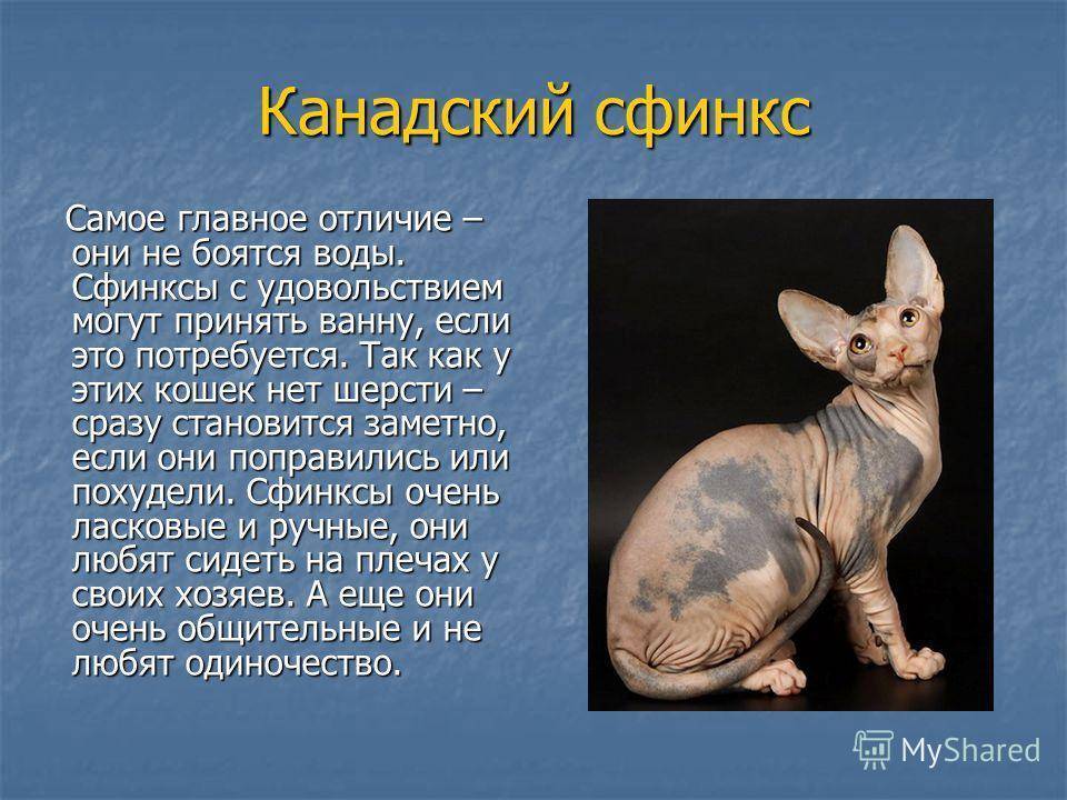 Кто такой украинский левкой и чем он отличается от других сфинксов - мир кошек