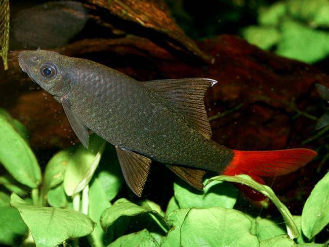 Лабео: 5 видов, содержание и совместимость с другими рыбами