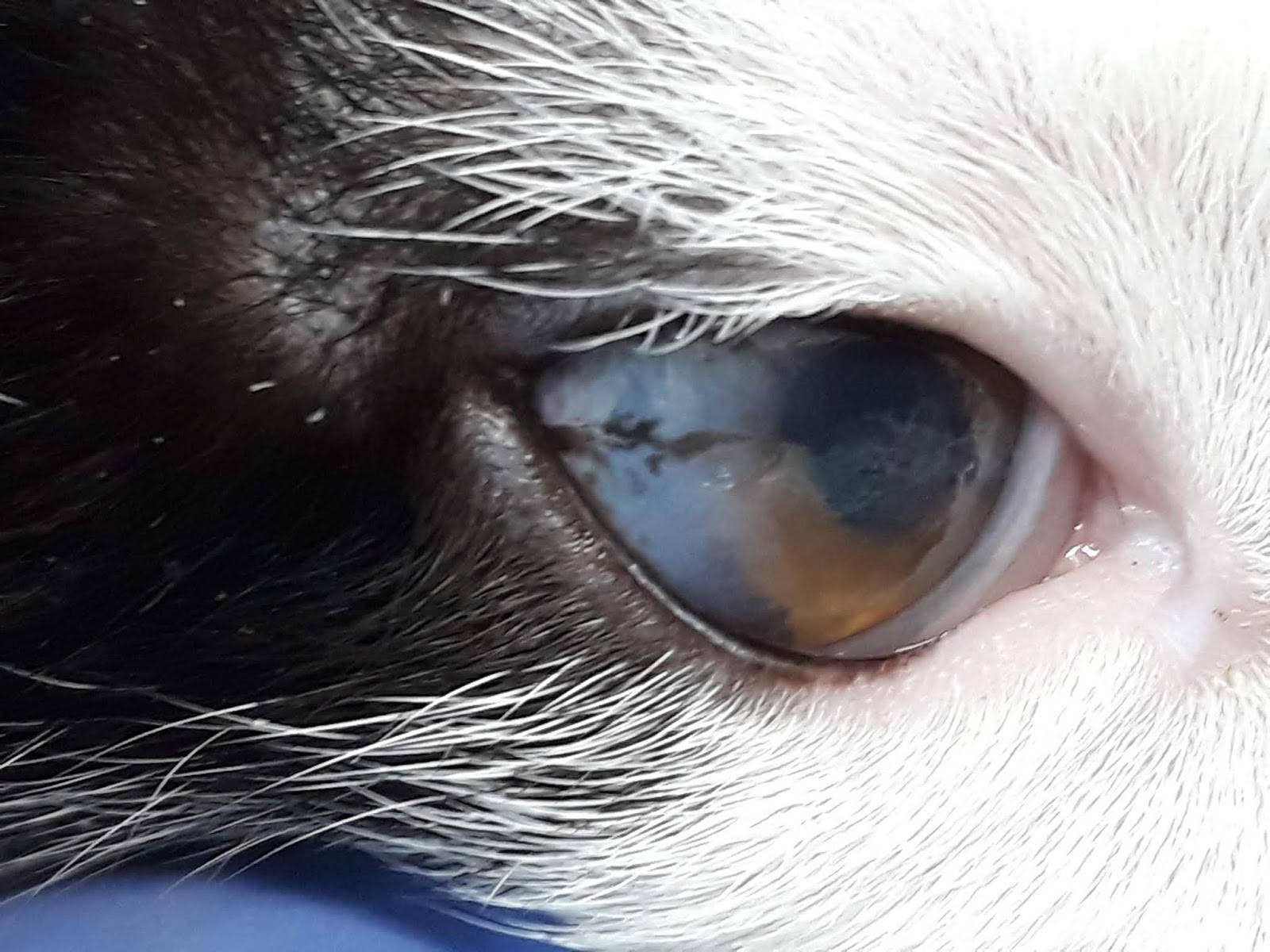 У кошки слезятся глаза