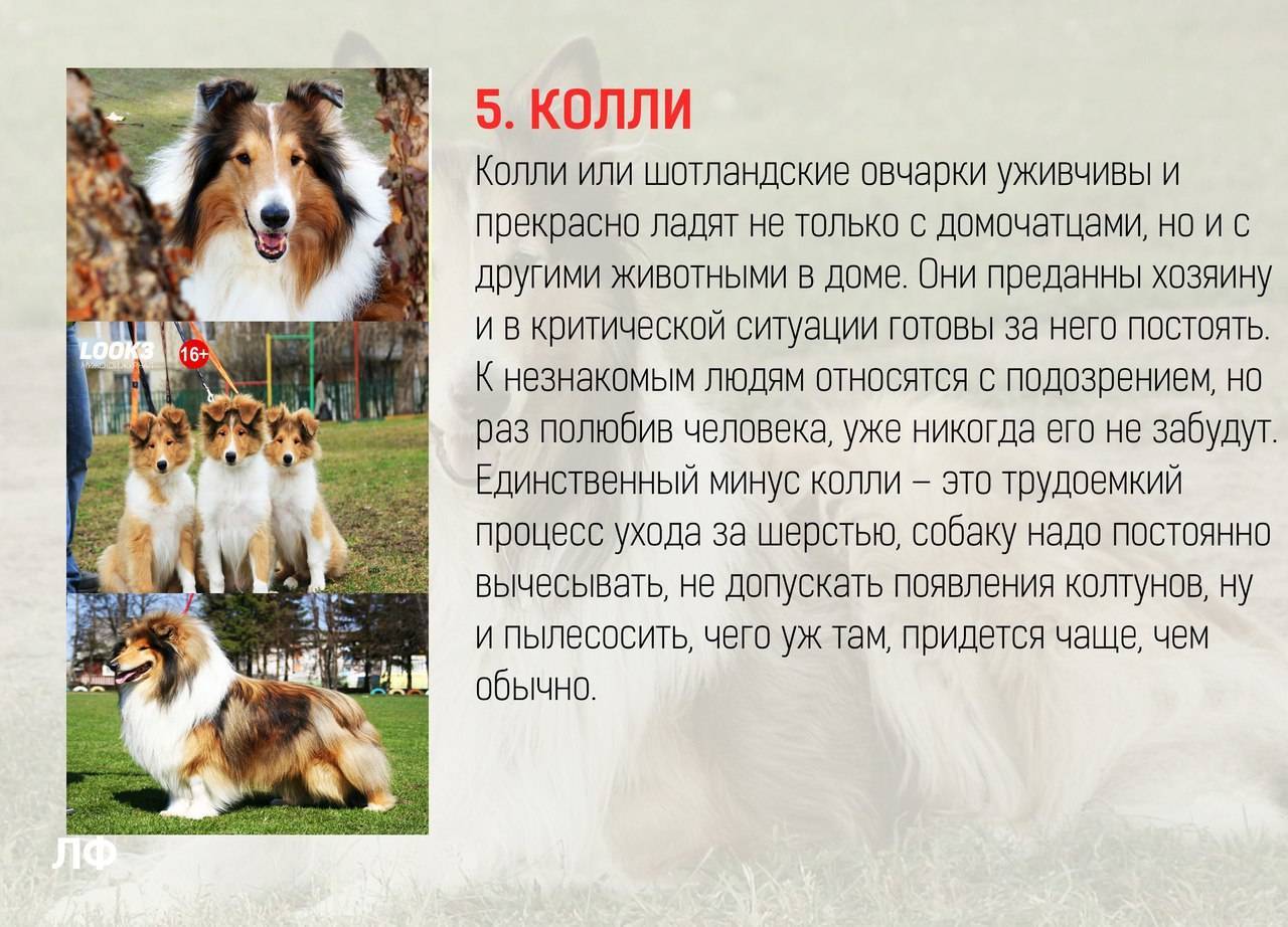 Самые преданные породы собак топ 10 – pet-mir.ru