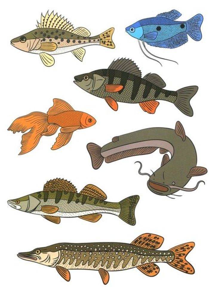 Как размножаются рыбы