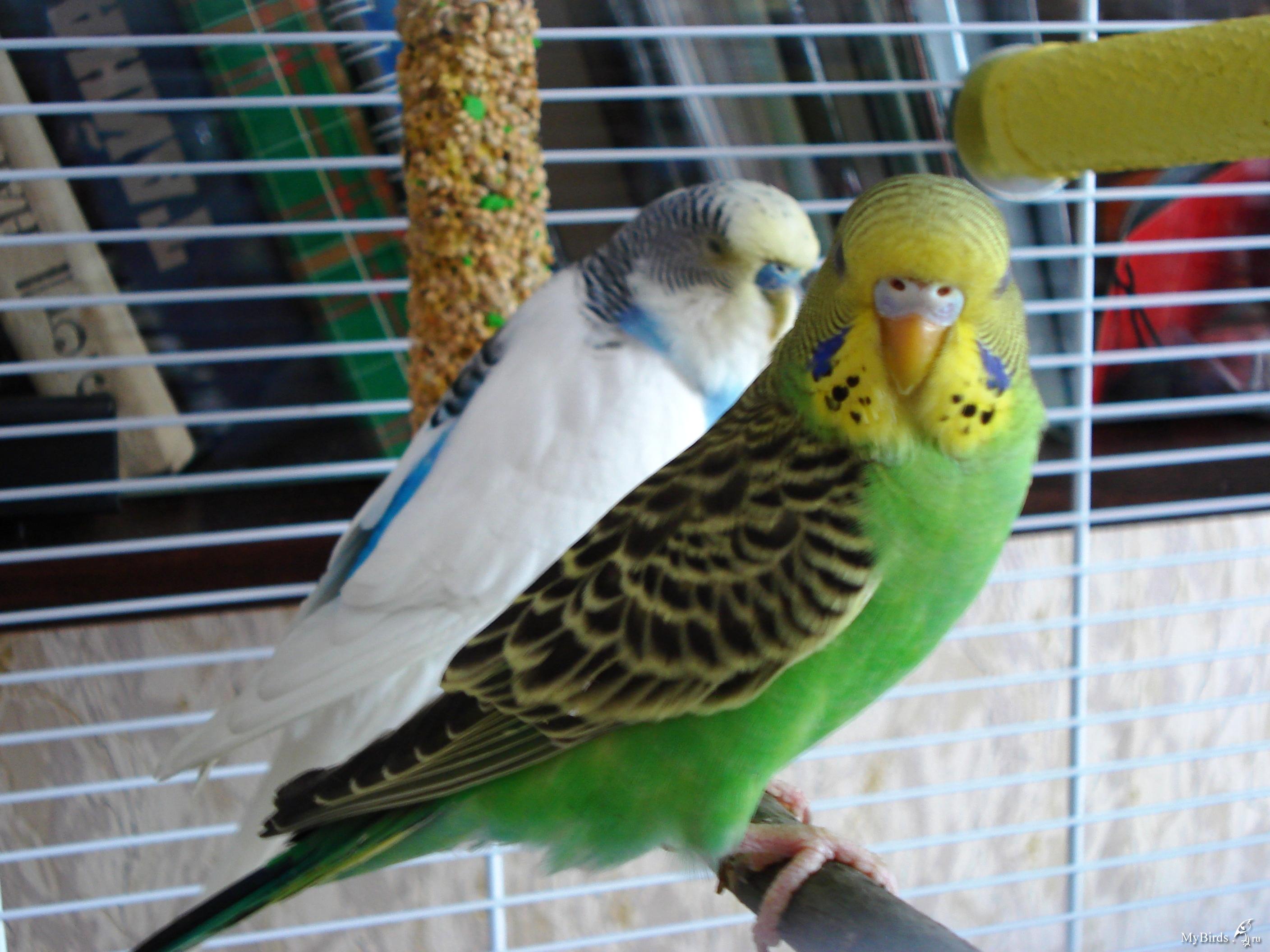 Как назвать попугая: имена для мальчьков и девочек, популярные клички