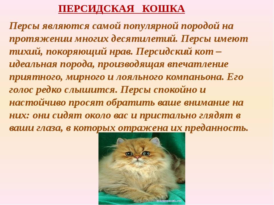 Персидская кошка: продолжительность жизни, характер, уход и подробное описание породы (90 фото)