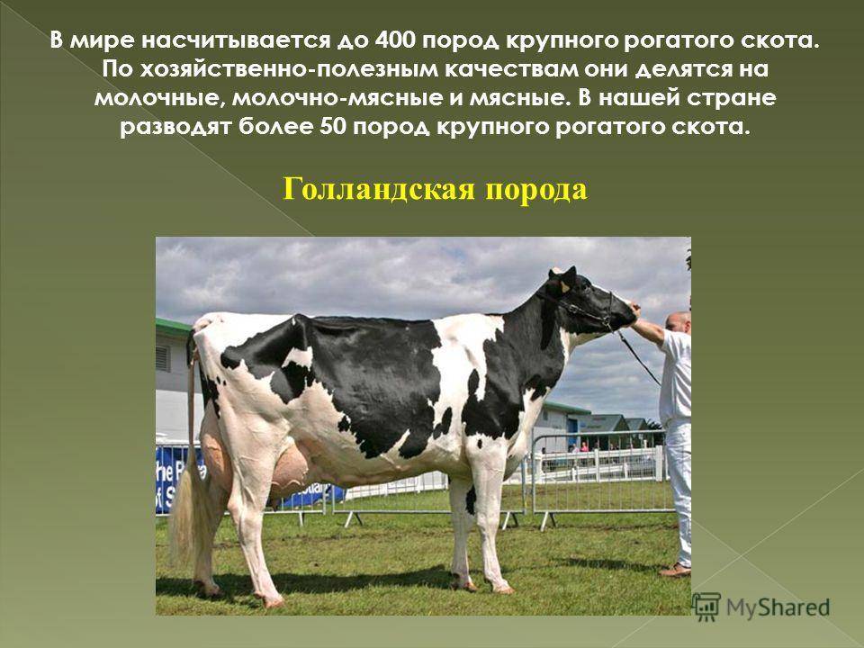 Холмогорские коровы