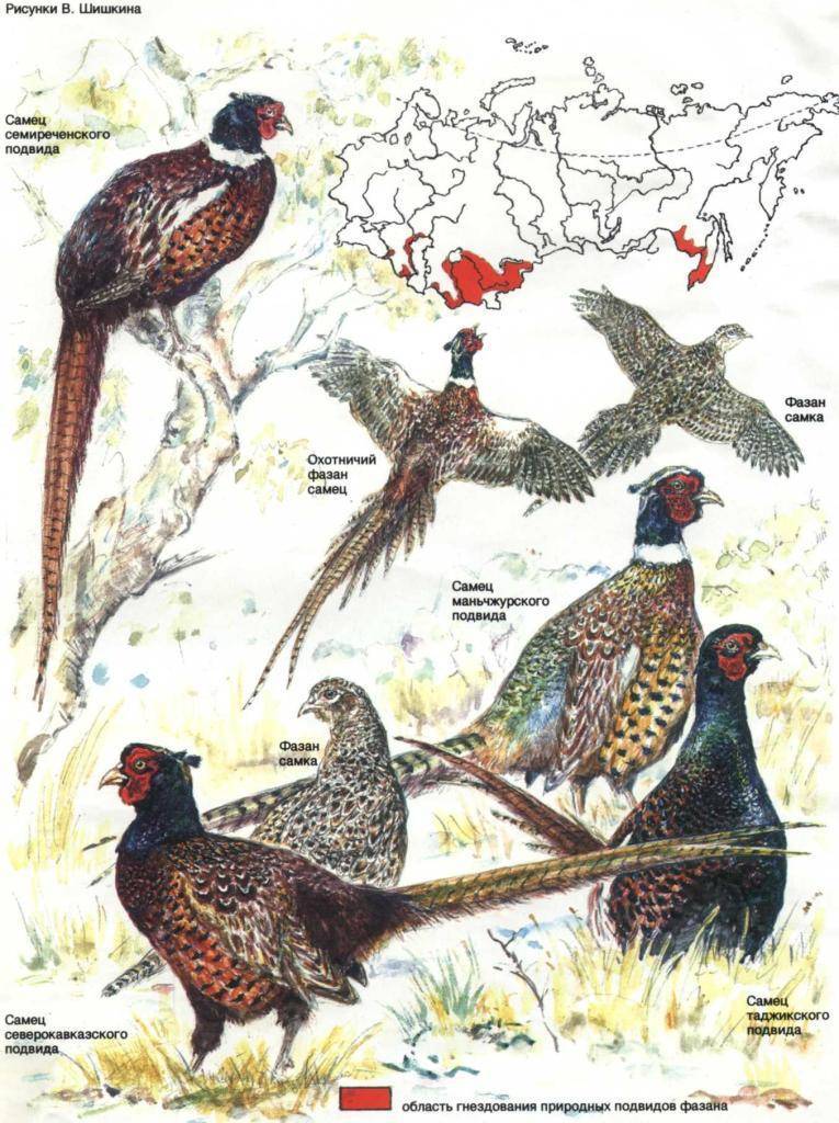 Павлиний фазан: описание разновидностей породы