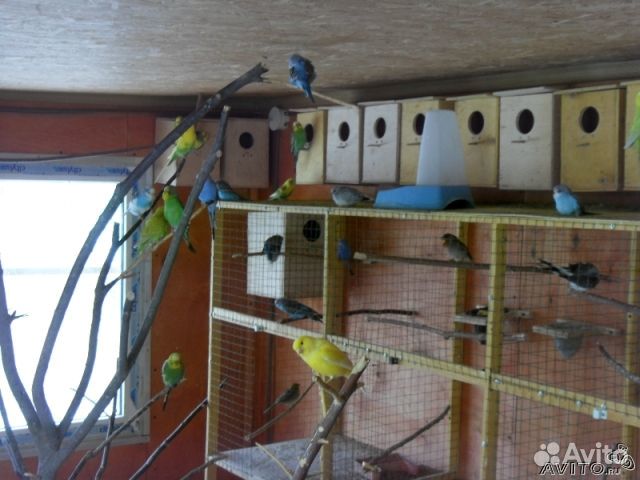 Разведение попугаев в домашних условиях: условия, кормление, уход
