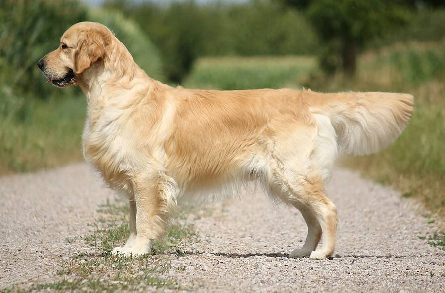 Золотистые ретриверы: описание породы, характер, преимущества и недостатки собак