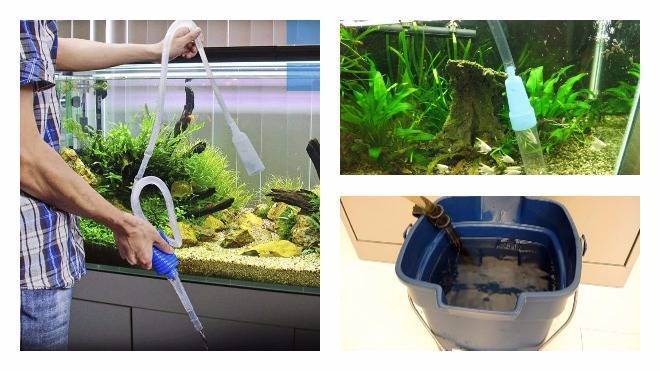 Как поменять воду в аквариуме: правильная подмена воды и как часто менять