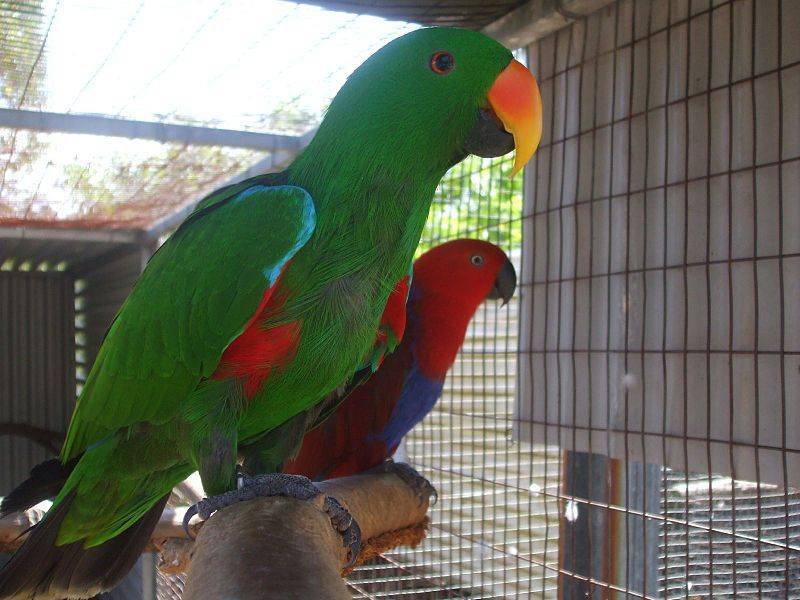 Большие попугаи: виды и породы крупных попугаев, описание