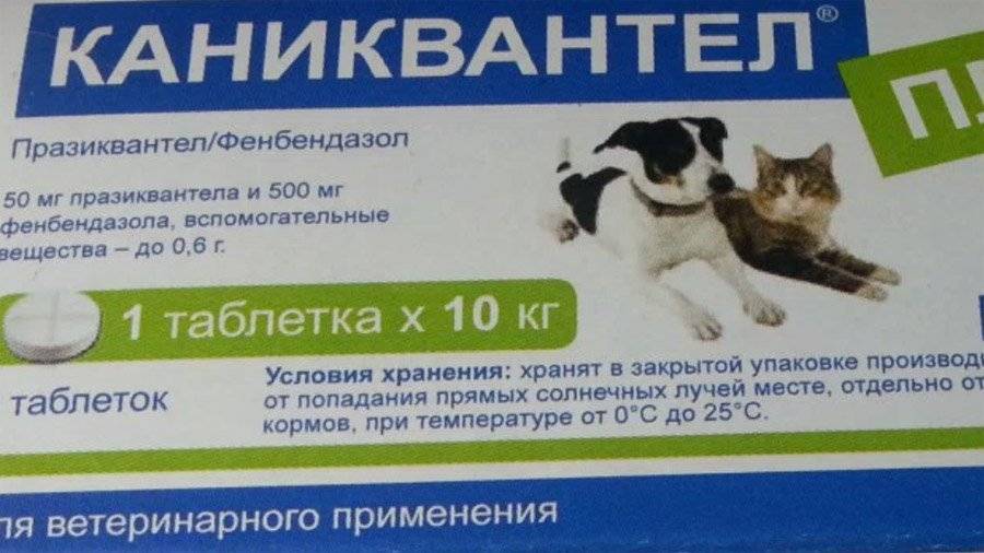 Каниквантел для собак — противогельминтное средство