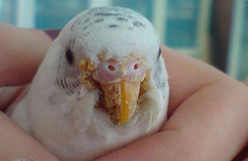 Клещи у попугая: виды, симптомы и лечение