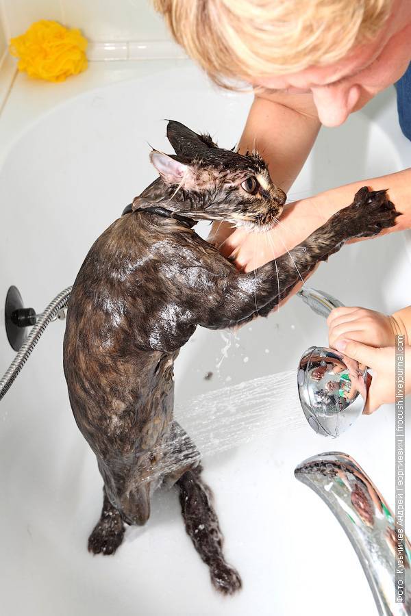 Капли стронгхолд для кошек и собак: инструкция по применению препарата (фото и видео)