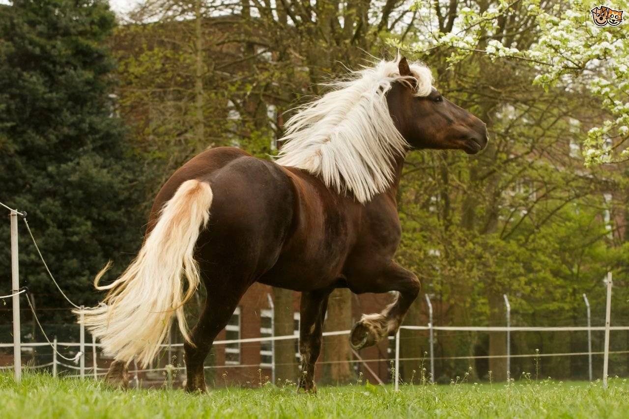 10 самых красивых пород лошадей - удивительный мир животных