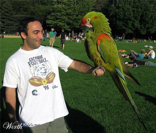 Большие попугаи: описание, виды и особенности содержания
