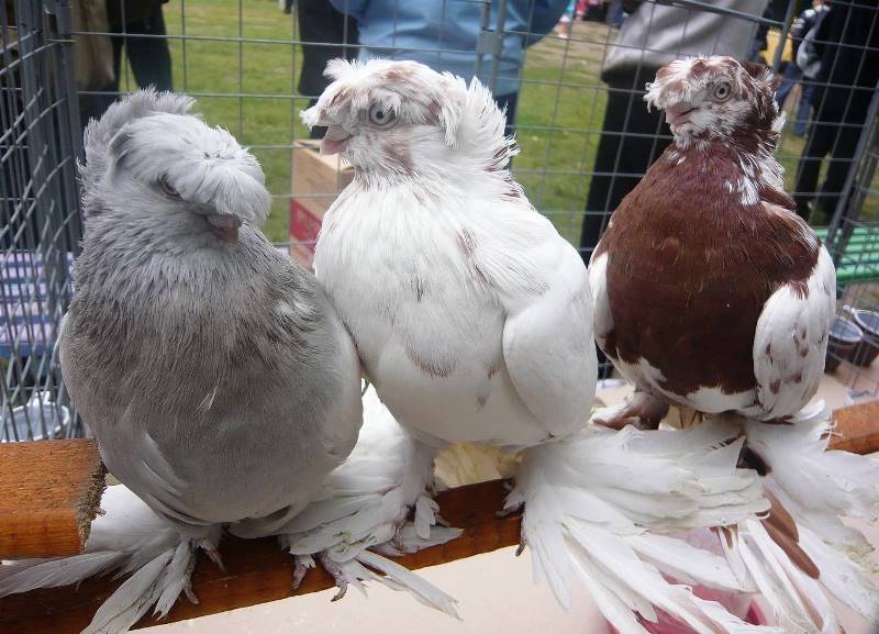 Столбовые бойные голуби описание породы разновидности и их особенности