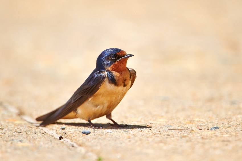 Ласточка (50 фото) - описание птицы, чем питается и где обитает
