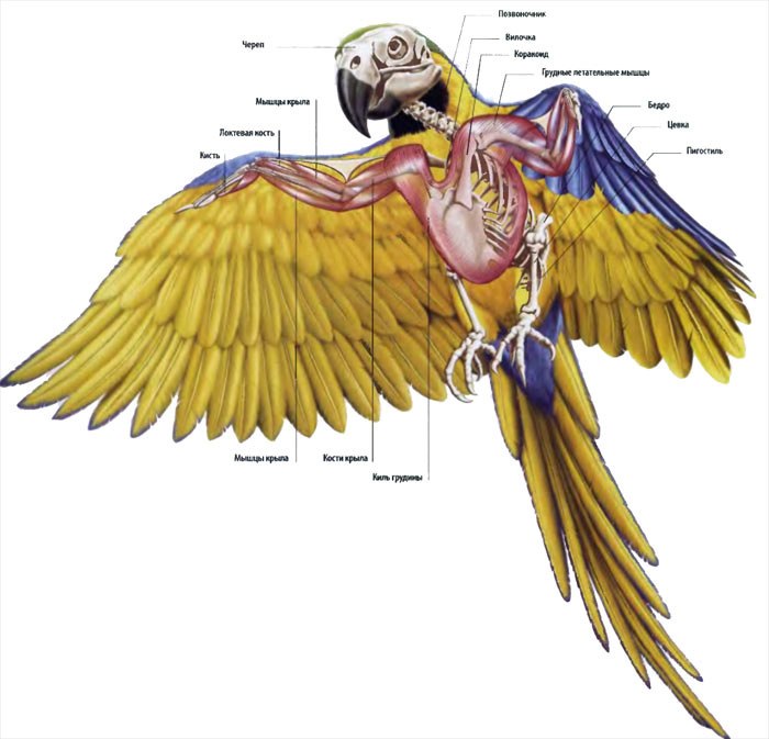 Волнистый попугай: описание, фото, внешний вид, характеристика