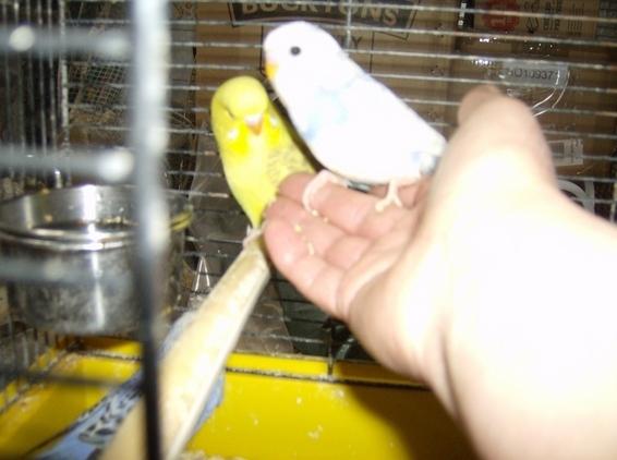 Как приручить волнистого попугая к рукам